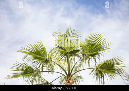 Le Maroc, Quarzazate, l'itinéraire le long de la route N9, palm tree Banque D'Images