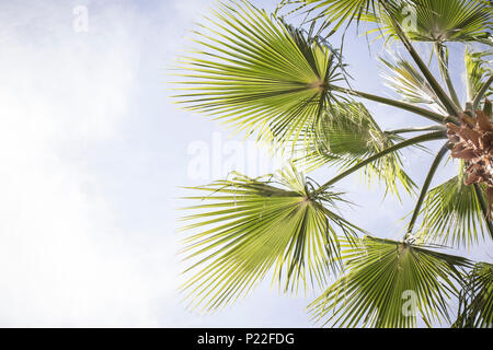 Le Maroc, Quarzazate, l'itinéraire le long de la route N9, palm tree Banque D'Images