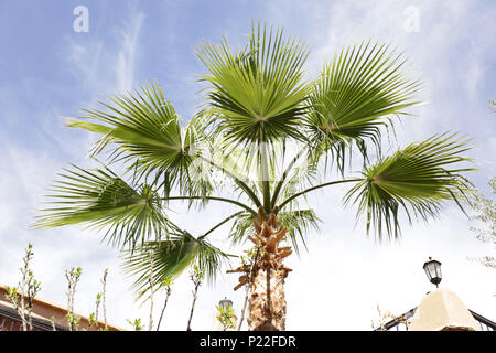 Le Maroc, Quarzazate, l'itinéraire le long de la route N9, palm tree Banque D'Images