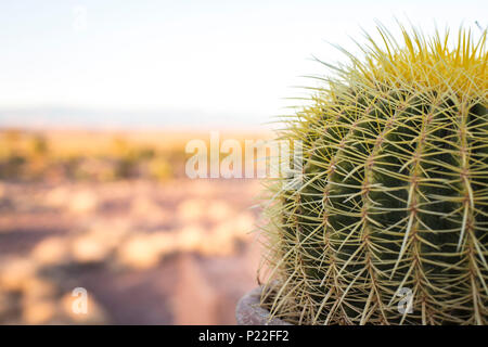 Le Maroc, Quarzazate, l'itinéraire le long de la route N9, cactus Banque D'Images