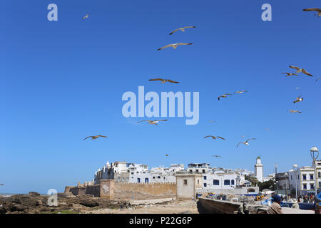 Maroc, Essaouira, mouettes dans le port Banque D'Images