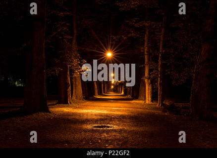 Un sentier de lumières briller lumineux orange sur un chemin menant la manière entre arbres d'une forêt Banque D'Images