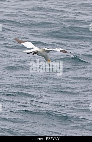 Fou de Bassan (Morus bassanus) adulte en vol, préparation de plongée en mer au large des côtes de la France peut Banque D'Images