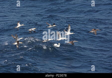 Fou de Bassan (Morus bassanus) jeunes oiseaux décollant de la mer Golfe de Gascogne, Océan Atlantique peut Banque D'Images