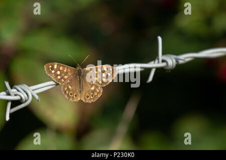 Un papillon en bois mouchetée (Pararge aegeria) sur fil de fer barbelé. Banque D'Images