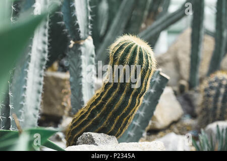 Close up of green cactus dans jardin tropical Banque D'Images