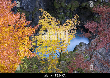 L'automne dans les gorges de Leutaschklamm près de Mittenwald, Bavière, Allemagne, Banque D'Images