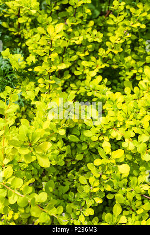 Fond naturel - feuilles d'épine-vinette (Thunbergs jaune plante Berberis thunbergii Aurea) en été Banque D'Images