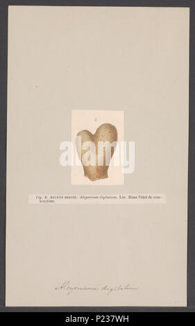 . Alcyonium digitatum 14 Alcyonium digitatum - - - - Imprimer 2e moitié Zoologica Collections spéciales de l'Université d'Amsterdam - UBAINV0274 007 03 0006 Banque D'Images
