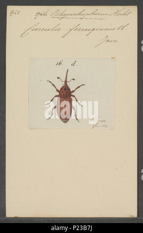 . Rhynchophorus 277 - Imprimer - Rhynchophorus Zoologica 2e moitié - Collections spéciales de l'Université d'Amsterdam - UBAINV0274 030 05 0006 Banque D'Images