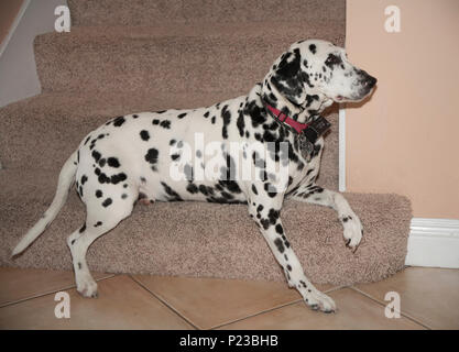 Série de 6 images chien Dalmatien reposant sur l'étape escalier moquette spot préféré animal M. © Myrleen Pearson.....Ferguson Cate Banque D'Images