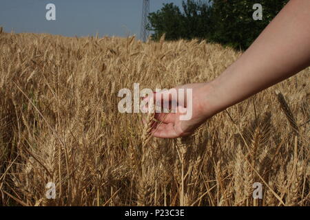 Germe de blé dans une femme, qui est part Banque D'Images