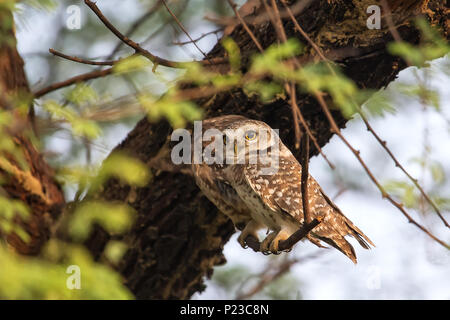 Repéré owlets (Athene brama) assis sur un arbre dans le parc national de Keoladeo Ghana, Bharatpur, Inde. Le parc est un site du patrimoine mondial. Banque D'Images