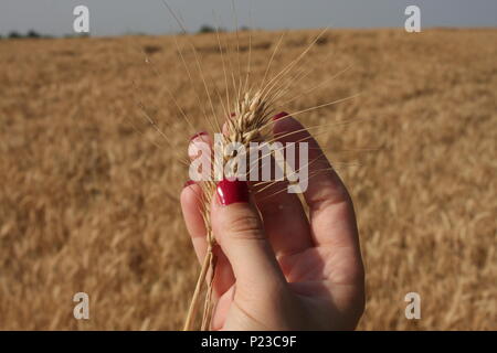 Germe de blé dans une femme, qui est part Banque D'Images