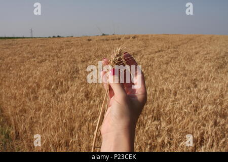 Germe de blé dans une femme, qui est part Banque D'Images