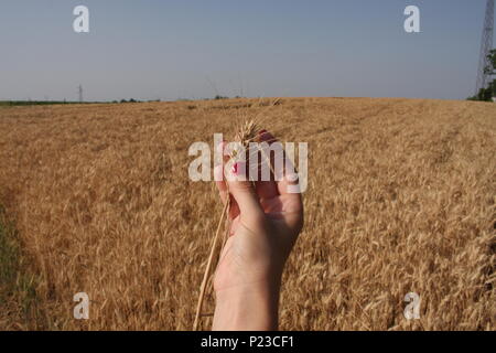 Germe de blé dans une femme, qui est part Banque D'Images