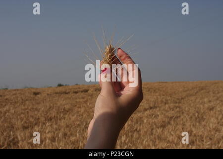 Germe de blé dans une femme, qui est part Banque D'Images