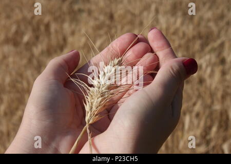 Germe de blé dans une femme, qui est part Banque D'Images