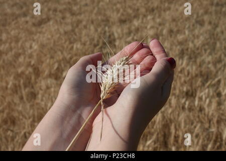 Germe de blé dans une femme, qui est part Banque D'Images