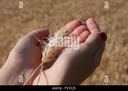 Germe de blé dans une femme, qui est part Banque D'Images