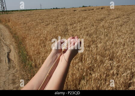Germe de blé dans une femme, qui est part Banque D'Images