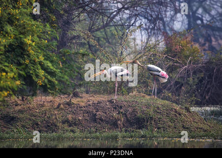 Imprimé aux cigognes (Mycteria leucocephala) dans le parc national de Keoladeo Ghana, Bharatpur, Rajasthan, Inde. Le parc est un site du patrimoine mondial. Banque D'Images