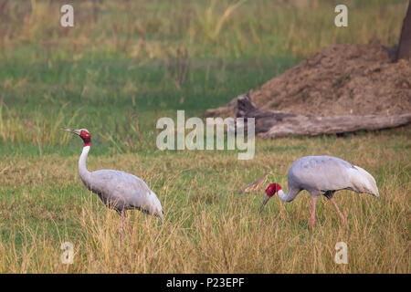 Grues Sarus (Grus antigone) dans le parc national de Keoladeo Ghana, Bharatpur, Rajasthan, Inde. Sarus crane est le plus grand des oiseaux. Banque D'Images