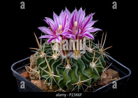 Cactus Echinofossulocactus loydii avec flower isolated on noir. Banque D'Images