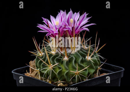 Cactus Echinofossulocactus loydii avec flower isolated on noir. Banque D'Images