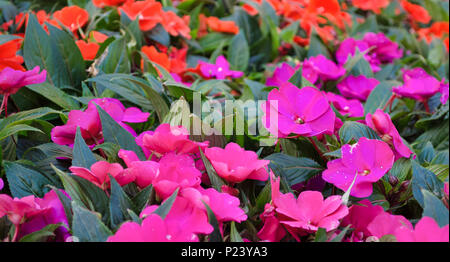 Libre d'occupation rouge Lizzy dans un jardin de fleurs Banque D'Images