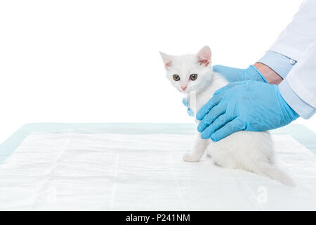 Image recadrée de vétérinaire dans les gants holding kitten isolé sur fond blanc Banque D'Images