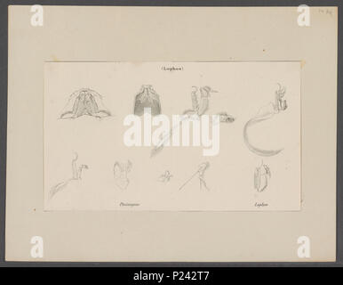 . Lophos philargius philargius Lophos - détails 178 - Détails - - - - Imprimer 2e moitié Zoologica Collections spéciales de l'Université d'Amsterdam - UBAINV0274 096 02 0004 Banque D'Images
