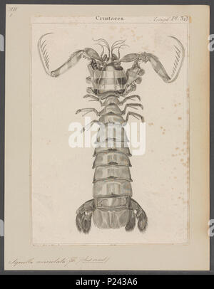 . Lysiosquillina maculata syn. Squilla maculata maculata Squilla 296 - - - - Imprimer 2e moitié Zoologica Collections spéciales de l'Université d'Amsterdam - UBAINV0274 097 13 0009 Banque D'Images