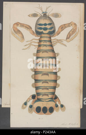 296 Squilla maculata - - - - Imprimer 2e moitié Zoologica Collections spéciales de l'Université d'Amsterdam - 09713 UBAINV0274 0010A Banque D'Images