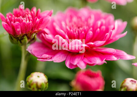 Aster d'hiver, close-up, fleurs doubles Banque D'Images