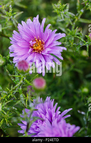 Aster d'hiver, close-up, fleurs doubles Banque D'Images