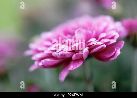 Aster d'hiver, close-up, fleurs doubles Banque D'Images