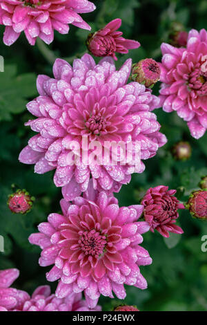 Aster d'hiver, close-up, fleurs doubles Banque D'Images