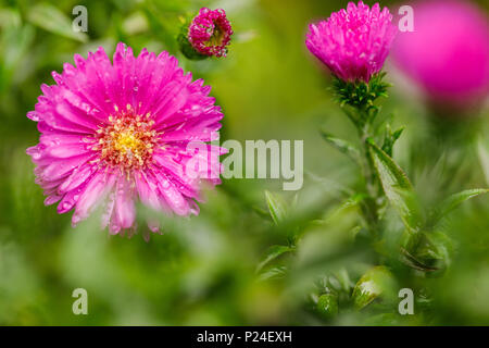 Aster d'hiver, close-up, fleurs doubles Banque D'Images