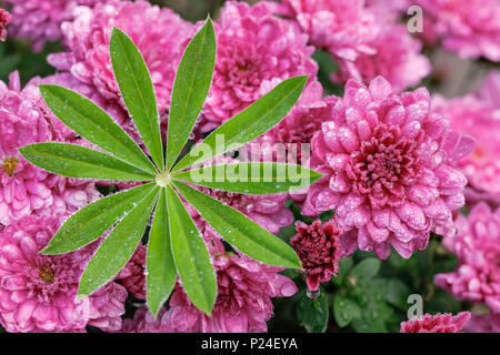 Aster d'hiver, close-up, double fleurs, feuilles de lupin, la rosée Banque D'Images