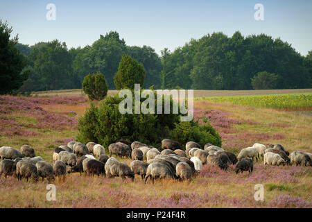 Troupeau de "Heidschnucken" (type de lande) en allemand de moutons près de la Réserve Naturelle Höpen Schneverdingen, Lunebourg, Basse-Saxe, Allemagne Banque D'Images