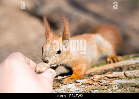 Close up d'adultes l'alimentation à la main faim mignon drôle moelleux aux noix écureuil dans une forêt. Danger d'être mordu. L'amitié humaine et animale de conc Banque D'Images
