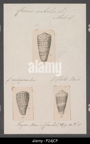 . Nobulis nobulis Conus Conus 67 - - - - Imprimer 2e moitié Zoologica Collections spéciales de l'Université d'Amsterdam - UBAINV0274 086 07 0013 Banque D'Images