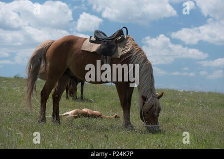 The Bay horse avec un poulain qui est brouté dans un pré Banque D'Images