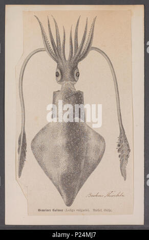 . Loligo vulgaris Loligo vulgaris 177 - - - - Imprimer 2e moitié Zoologica Collections spéciales de l'Université d'Amsterdam - UBAINV0274 090 05 0010 Banque D'Images