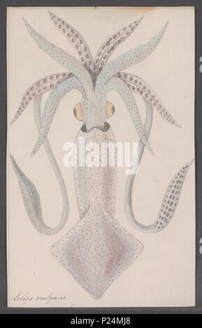 . Loligo vulgaris Loligo vulgaris 177 - - - - Imprimer 2e moitié Zoologica Collections spéciales de l'Université d'Amsterdam - UBAINV0274 090 05 0011 Banque D'Images