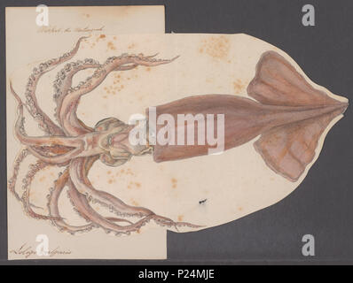 . Loligo vulgaris Loligo vulgaris 177 - - - - Imprimer 2e moitié Zoologica Collections spéciales de l'Université d'Amsterdam - UBAINV0274 090 05 0012 Banque D'Images