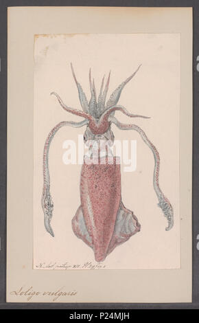 . Loligo vulgaris Loligo vulgaris 177 - - - - Imprimer 2e moitié Zoologica Collections spéciales de l'Université d'Amsterdam - UBAINV0274 090 05 0013 Banque D'Images