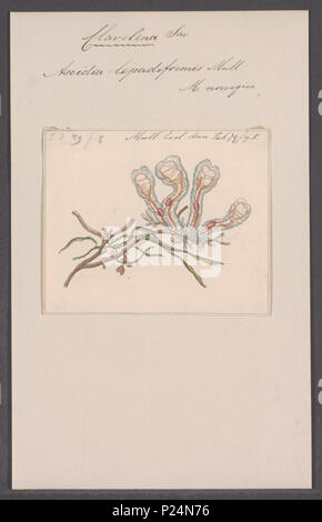 . Clavelina lepadiformis Clavelina lepadiformis 62 - - - - Imprimer 2e moitié Zoologica Collections spéciales de l'Université d'Amsterdam - UBAINV0274 092 01 0053 Banque D'Images