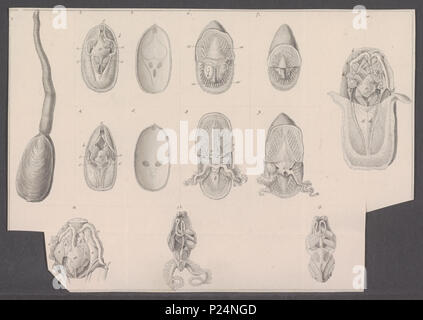 . Lingula anatina Lingula anatina 177 - - - - Imprimer 2e moitié Zoologica Collections spéciales de l'Université d'Amsterdam - UBAINV0274 093 04 0003 Banque D'Images